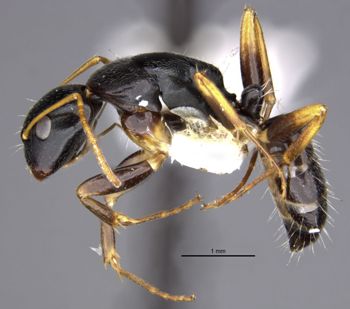 Media type: image;   Entomology 26108 Aspect: habitus lateral view